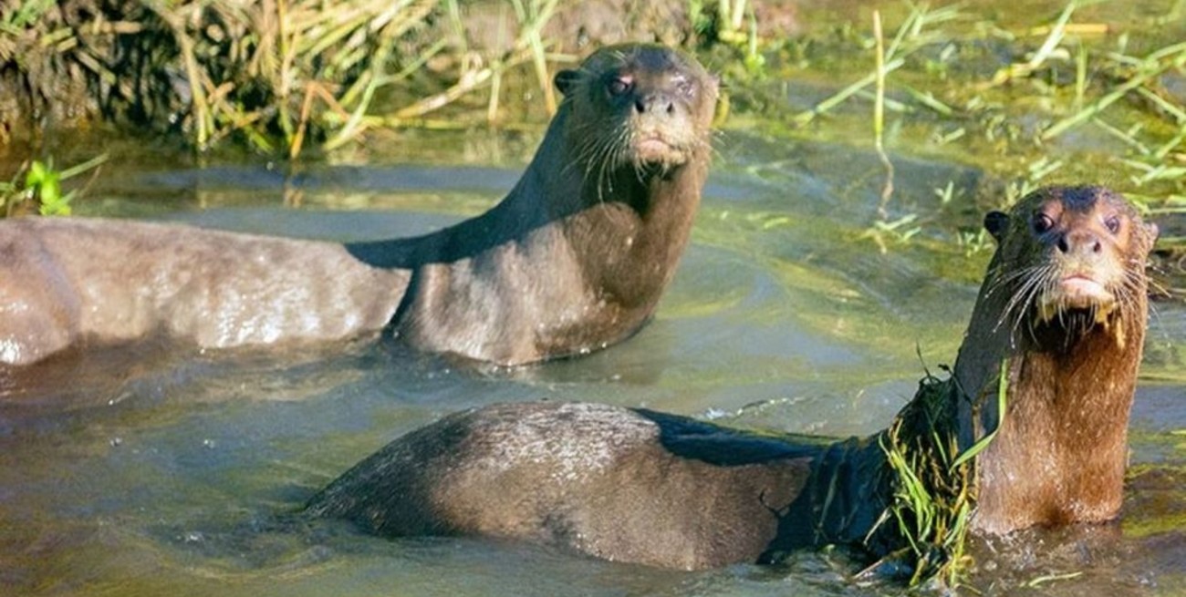 Reintroducen una nutria gigante en los Esteros del Iberá 