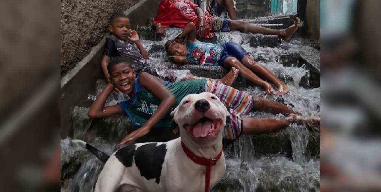 Una pitbull y un grupo de niños jugaron bajo la lluvia en plena tormenta: una imagen que lo dice todo