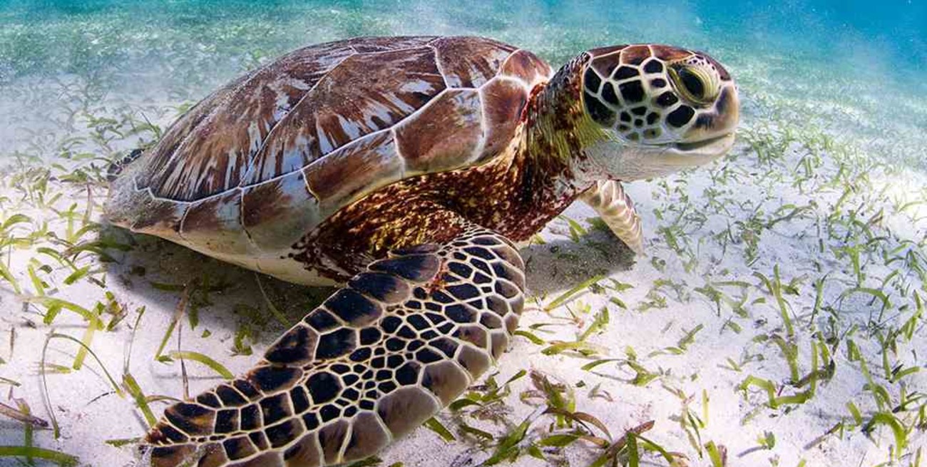 Al menos cuatro personas murieron en Madagaskar por consumir carne de tortuga marina