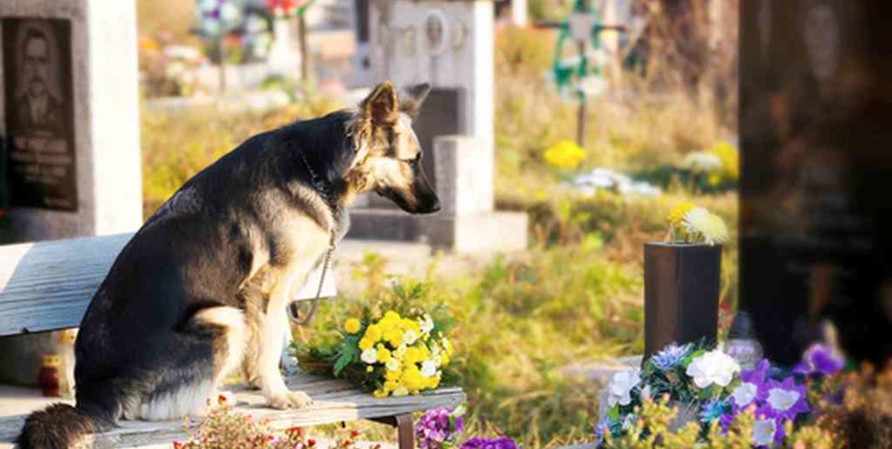 Hoy se celebra el Día Mundial del Perro, nuestro amigo fiel