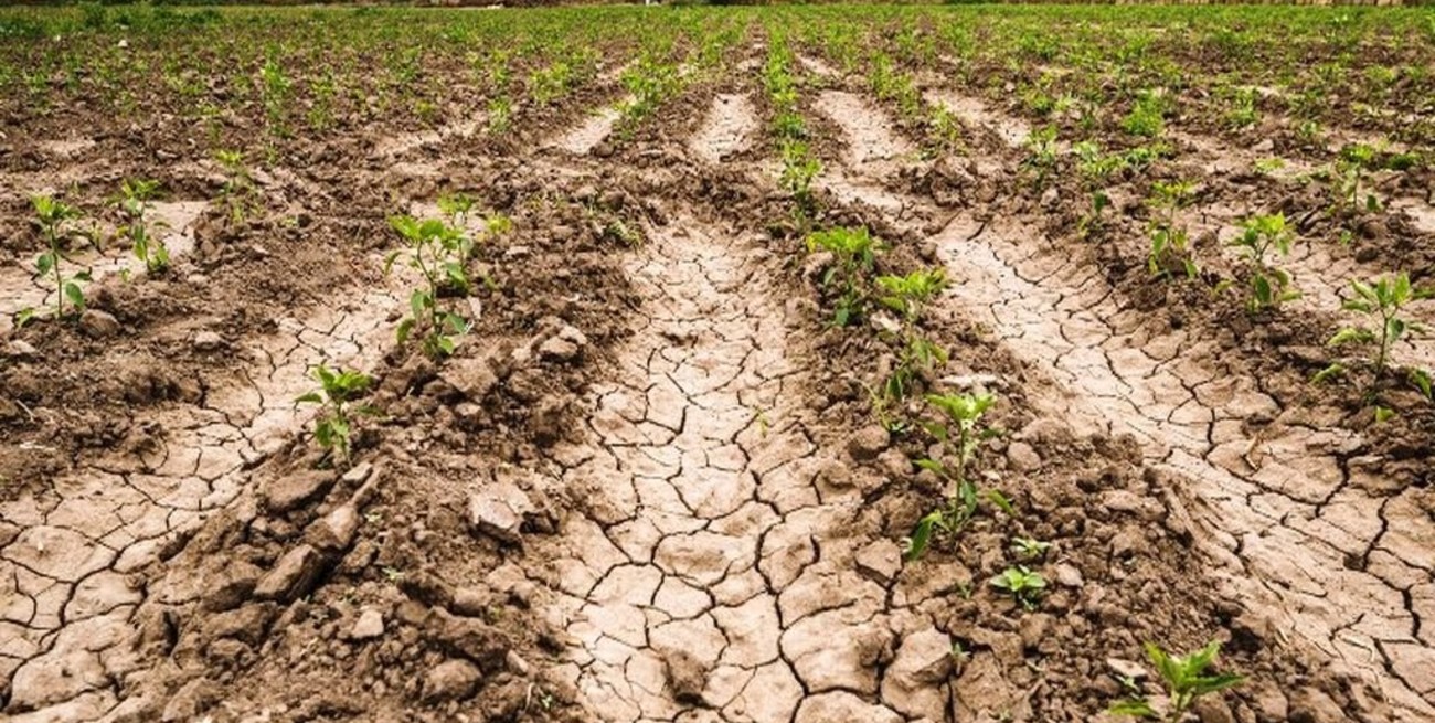 Buscan crear políticas para "dejar atrás" la emergencia agropecuaria por la sequía en Entre Ríos