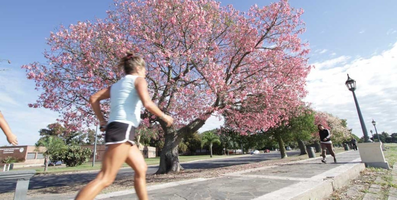 Con fondos provinciales, plantaron más de 50.000 árboles nativos
