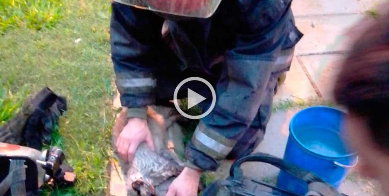 Video: dramático rescate de una familia y  sus mascotas de un incendio en barrio Barranquitas