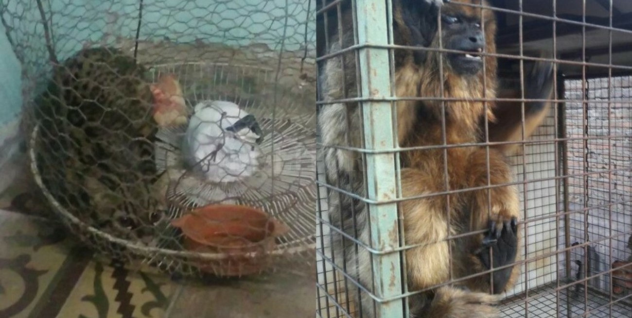 Rescatan gato montés y un mono Carayá