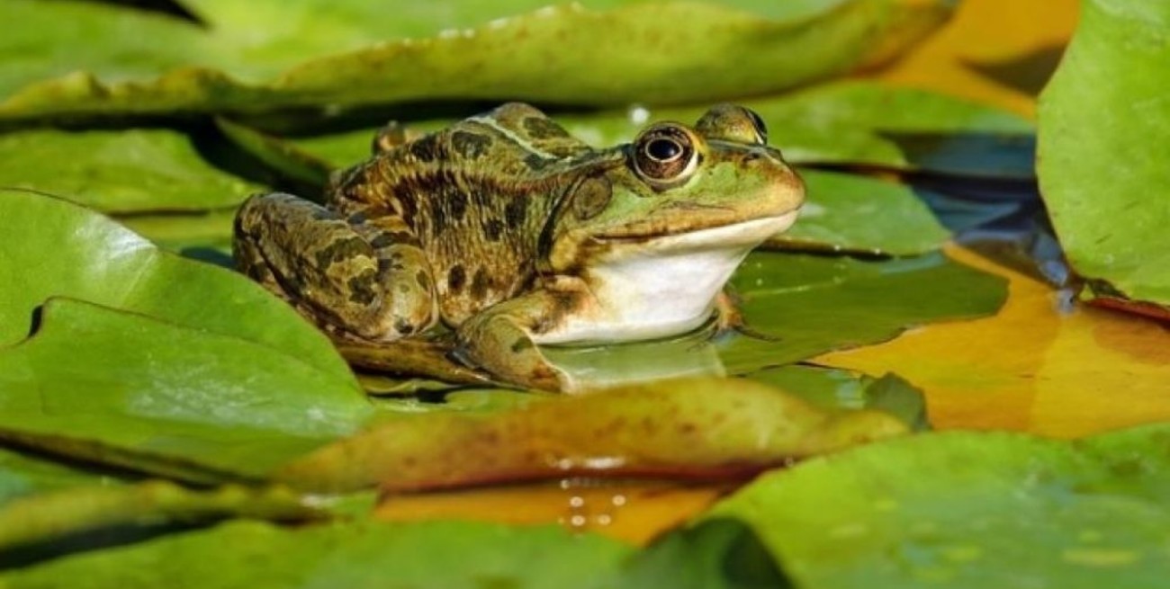Científicos logran regenerar extremidades de ranas en sólo 18 meses