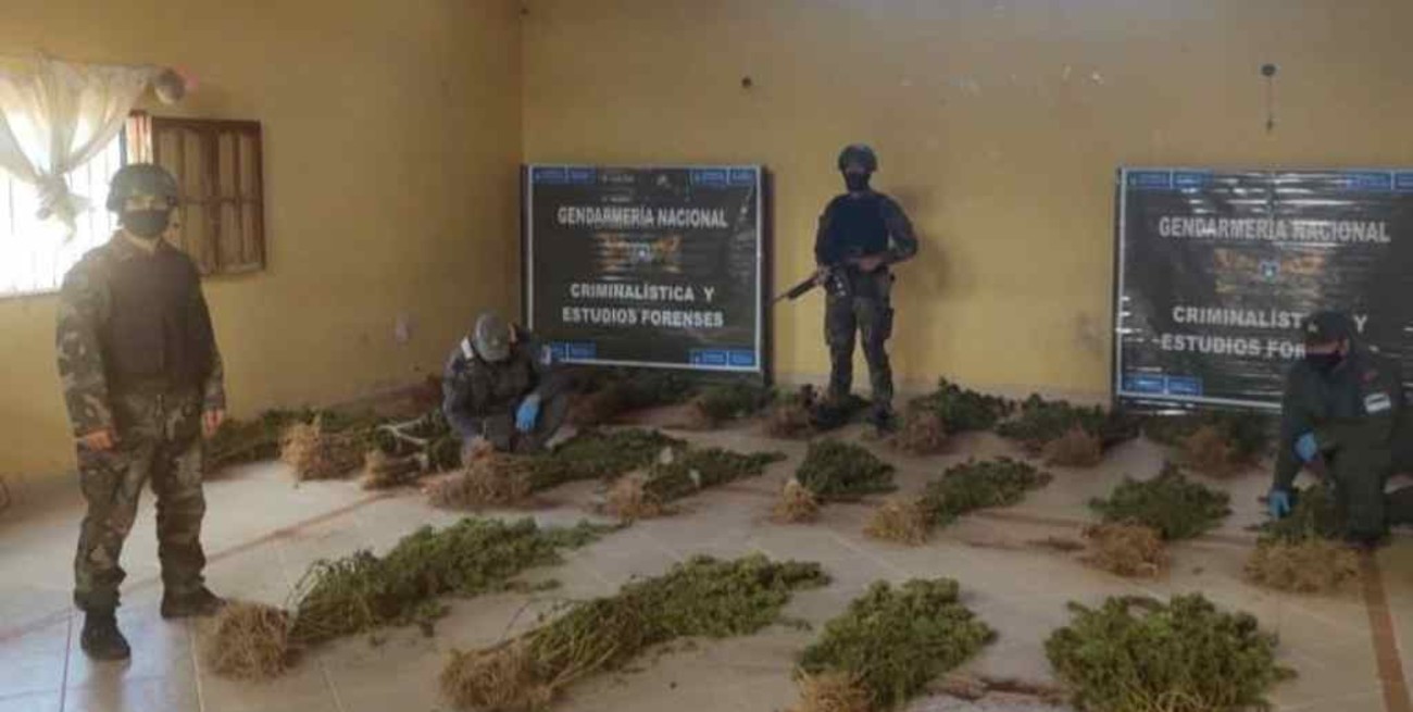 Secuestran más de 240 plantas de marihuana tras allanar una finca en Salta 