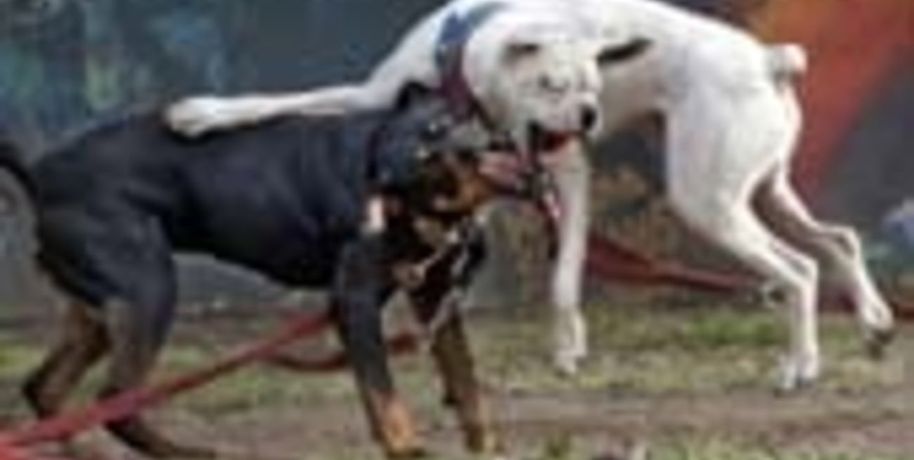 Perros con microchips en Venado Tuerto