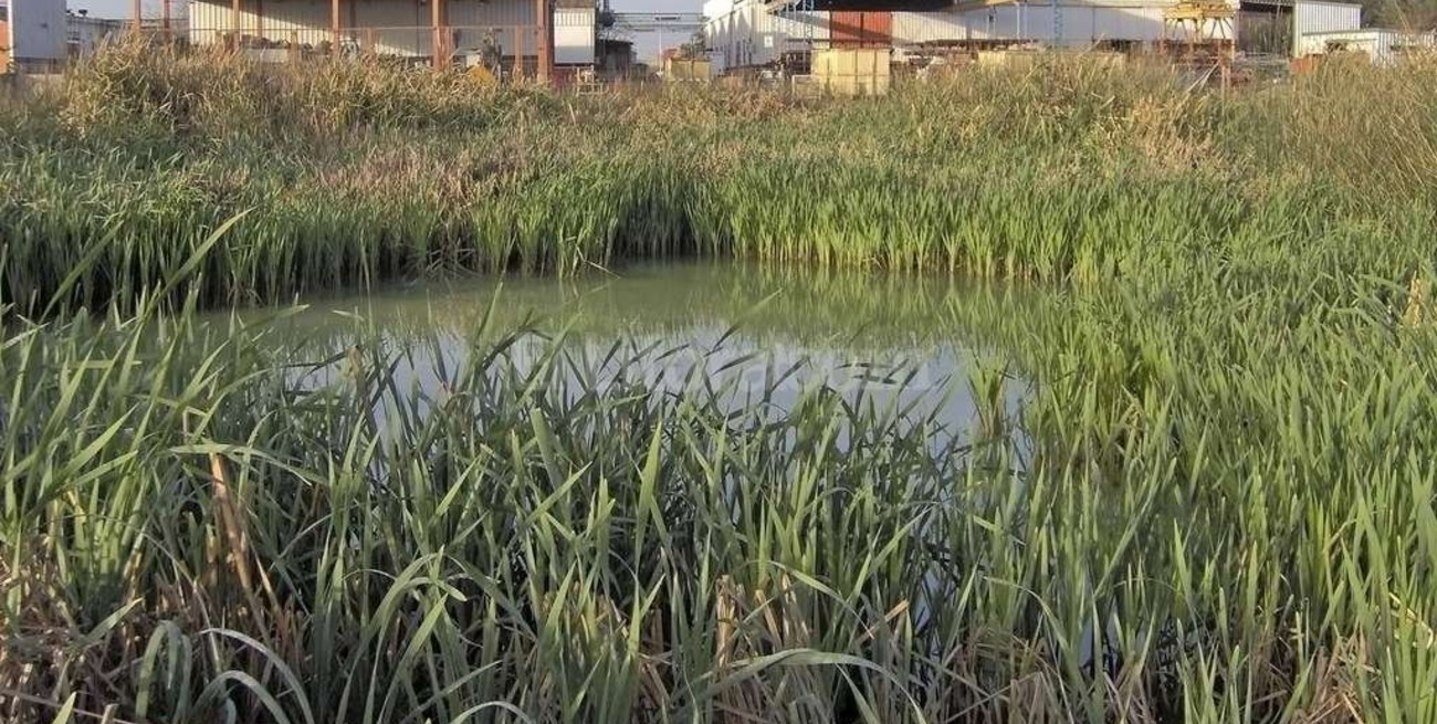Humedales para mejorar la calidad del agua