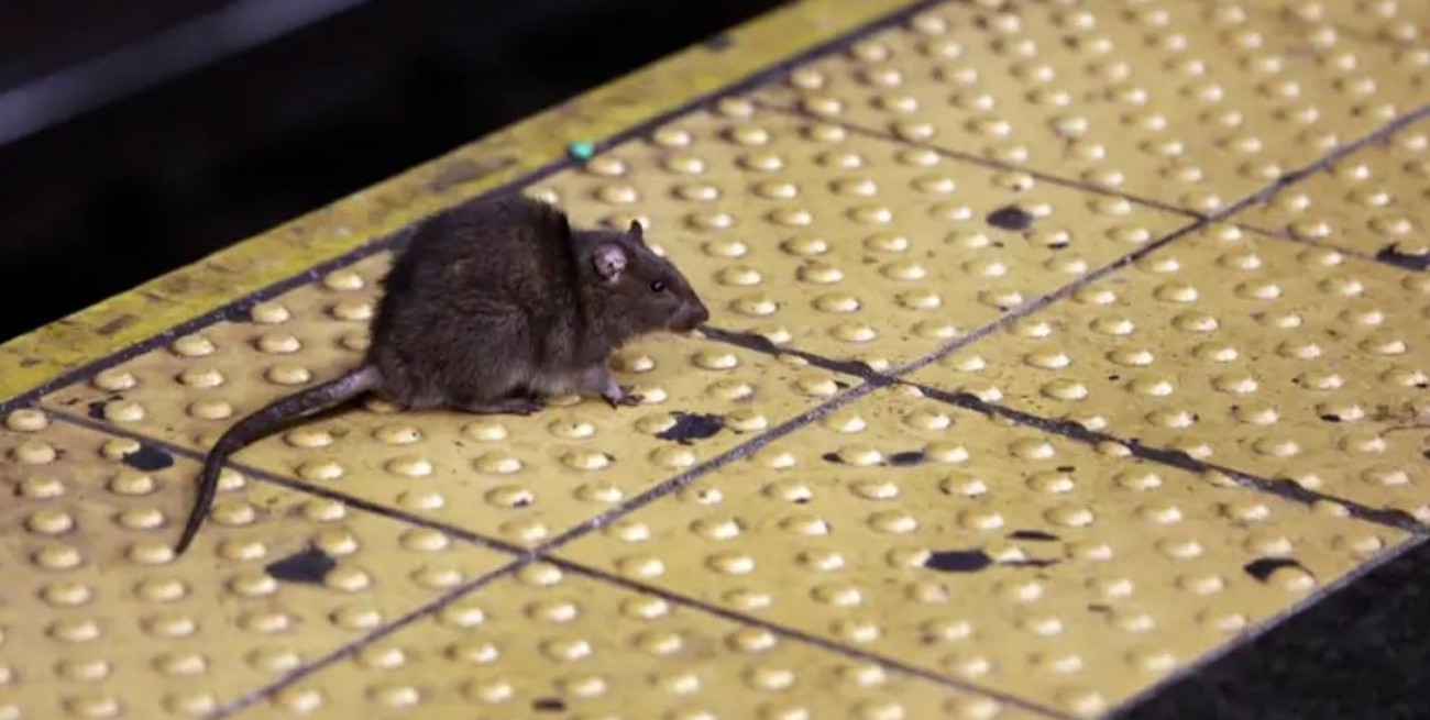 Nueva York enfrenta un brote de leptospirosis