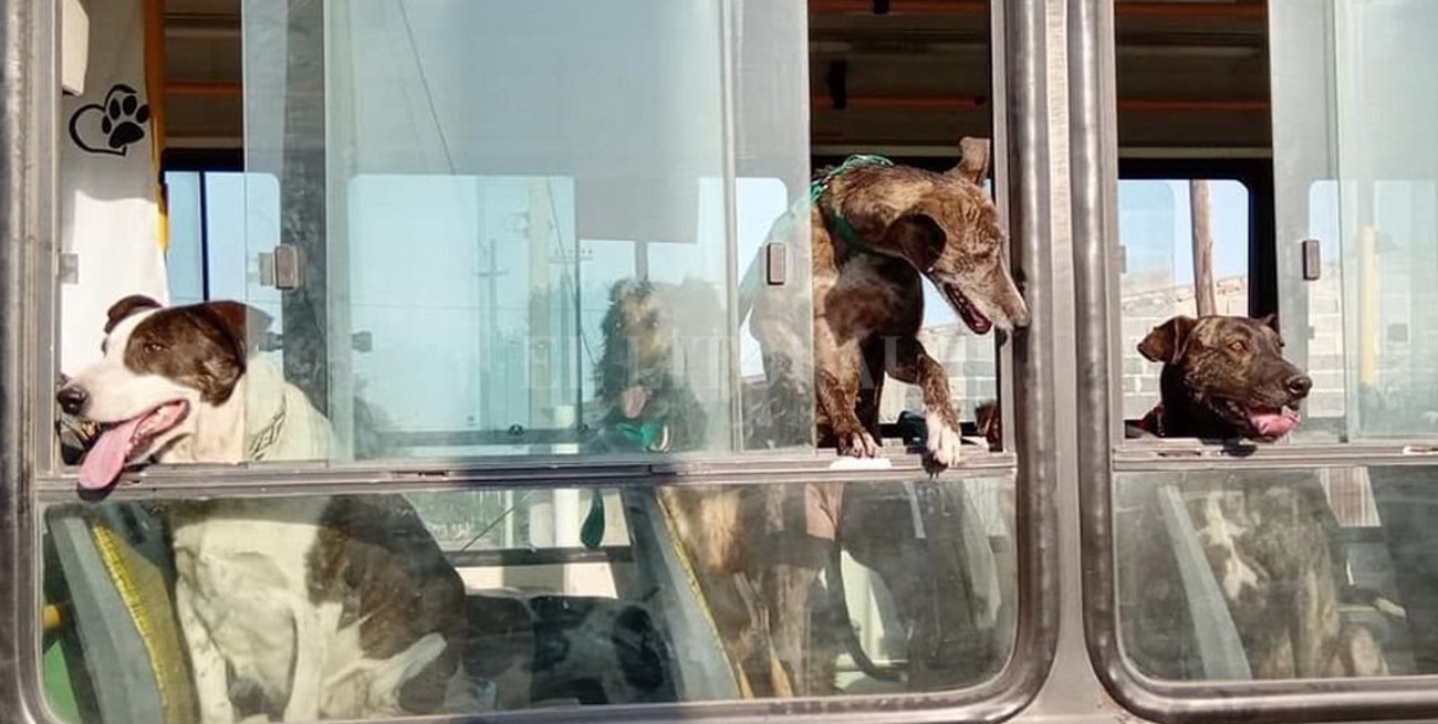 Exitosa campaña de adopción canina: "los lindos" pasearon por los barrios de Rufino