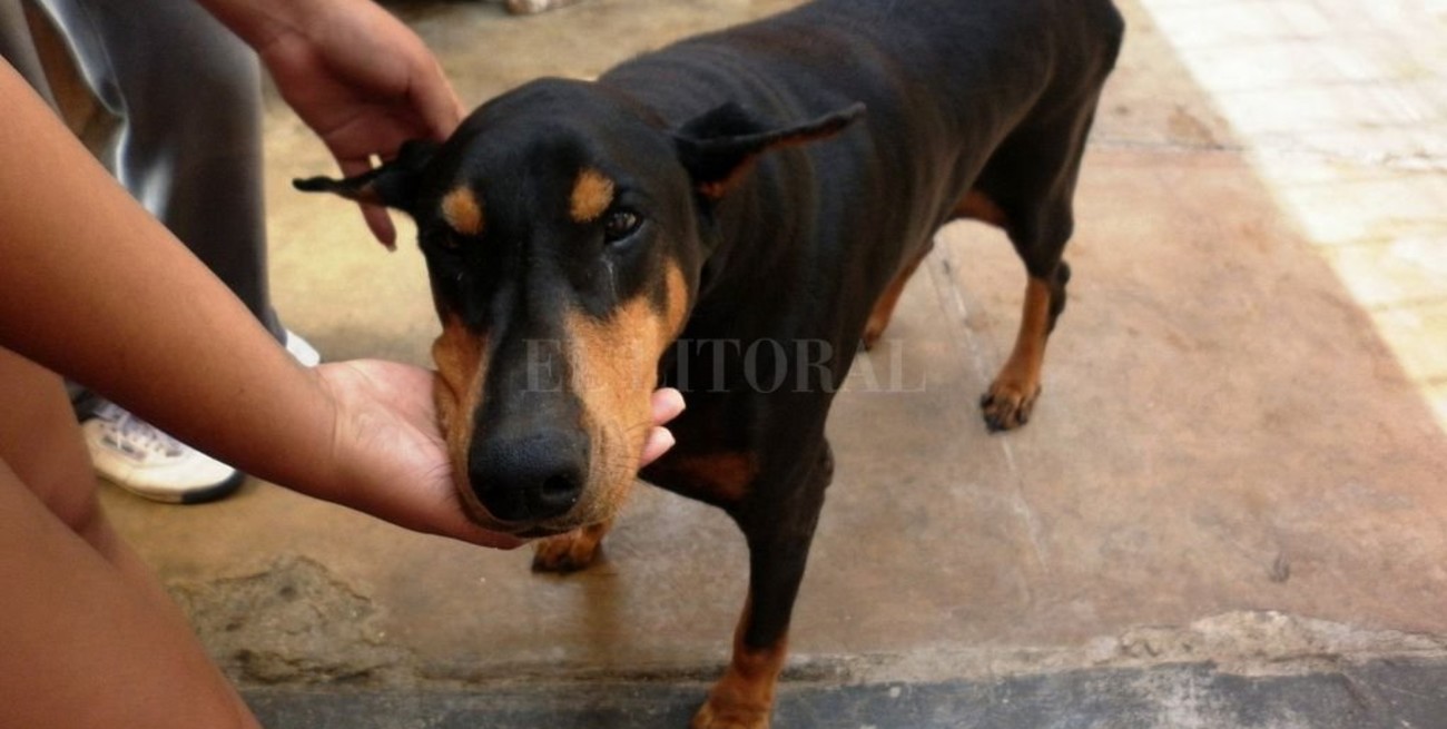Las adopciones de perros aumentaron 200% durante la pandemia