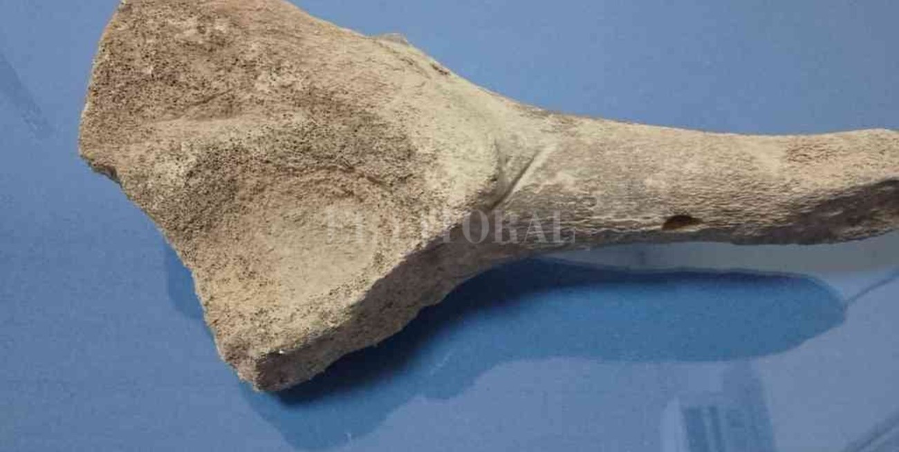 Recuperan nuevos restos fósiles en Arroyo Seco