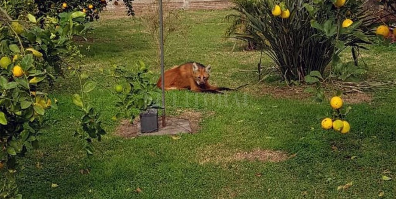 Rescatan un aguará guazú en Tacural