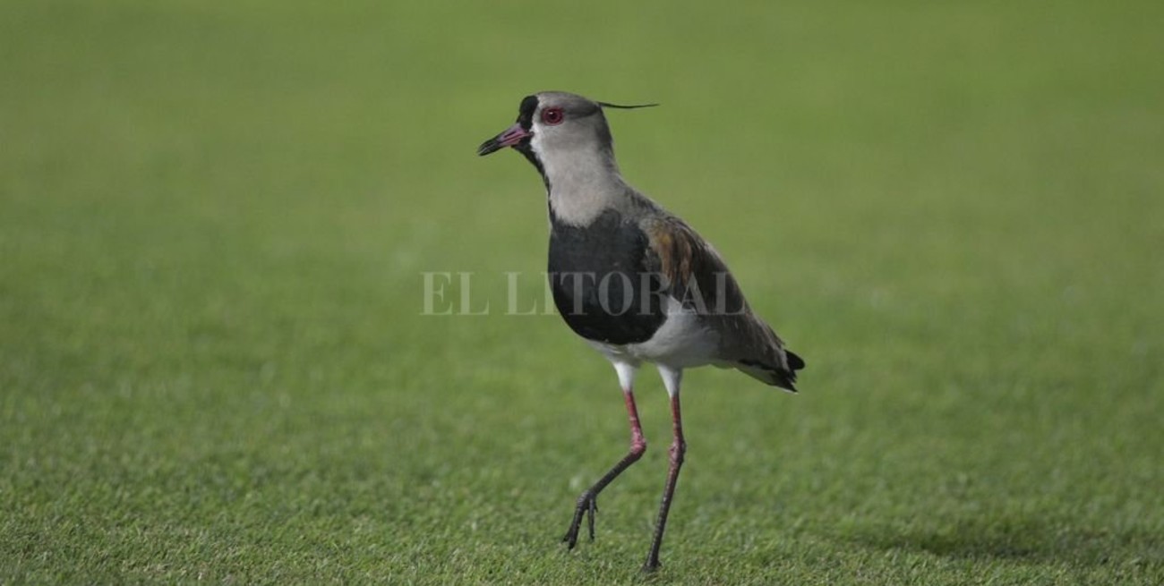 Línea directa: "solicitud de documentación perdida" y otros mensajes