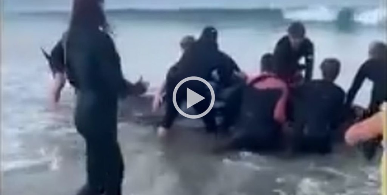 Video: el ex All Blacks Ali Williams ayudó a rescatar una ballena varada en Nueva Zelanda