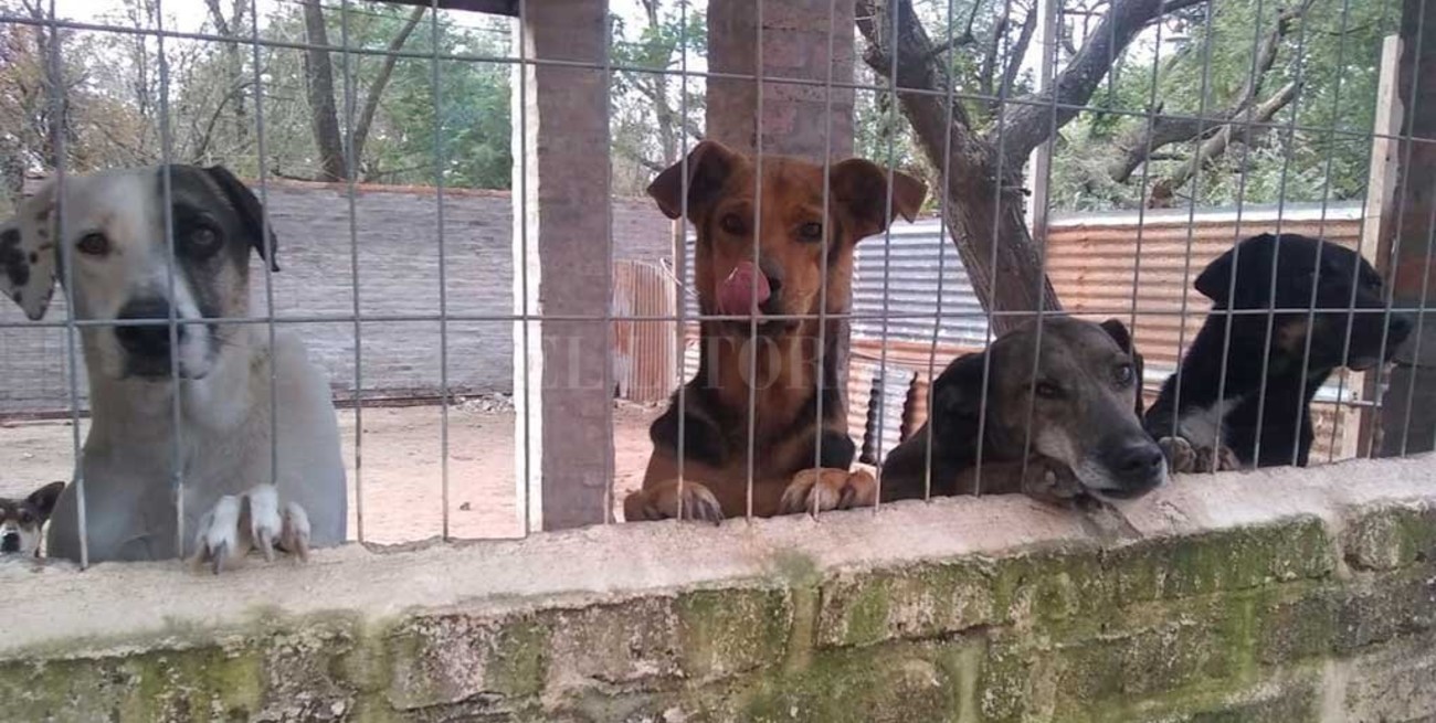 Los Palmeras donan al refugio de animales lo ganado en un programa televisivo
