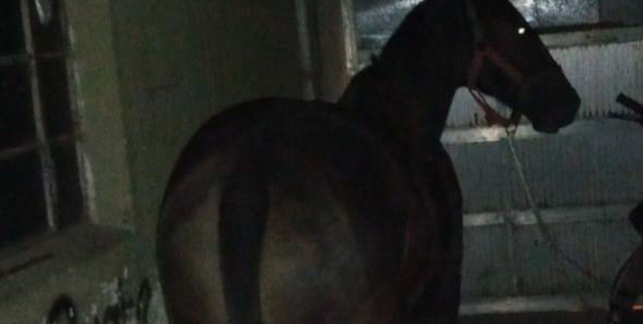 Rescate de un caballo y protestas en la seccional 5ta.