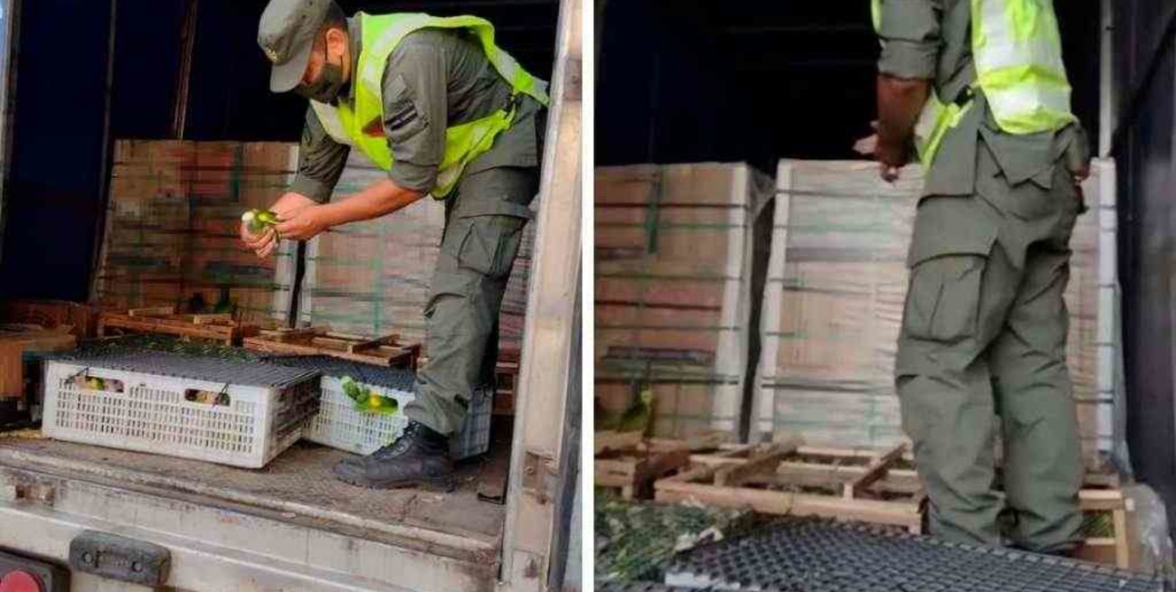 Santa Fe: Gendarmes rescatan 577 loros que eran trasladados en un camión en el sur provincial