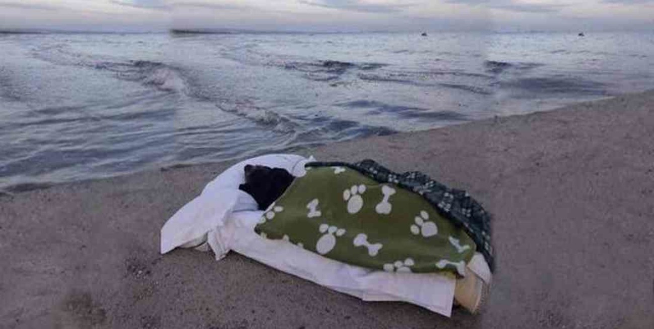 Un amor que trasciende: llevó a "Greta", su perrita con enfermedad terminal, a despedirse del mar