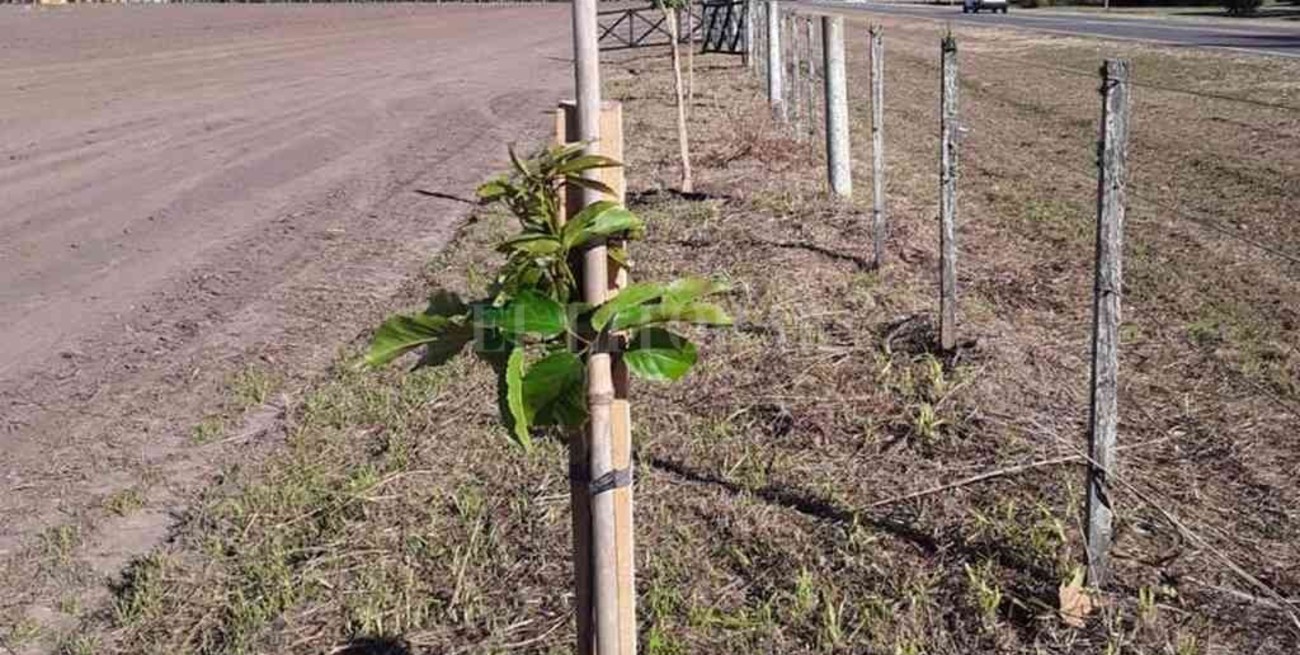 Rafaela impulsa la creación de cortinas forestales