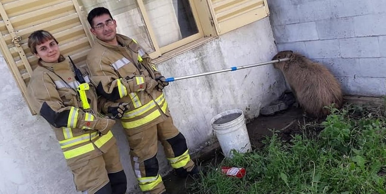 Carpincho violento: apareció en el patio de una casa y atacó a un guardafauna