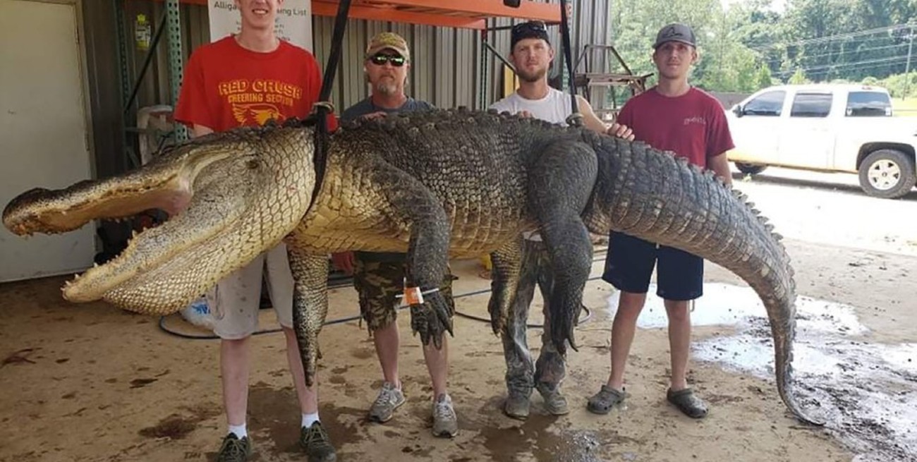 Encuentran artefactos prehistóricos dentro de un caimán