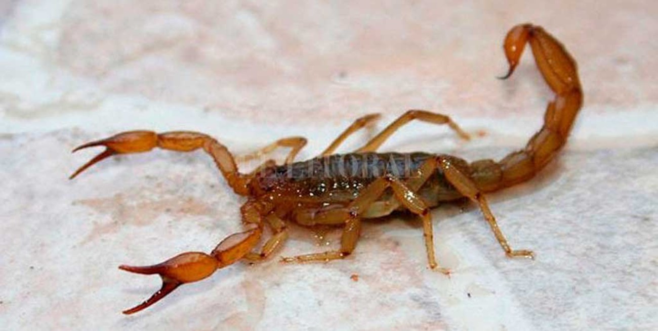 Piden colectar alacranes vivos  para fabricar suero antitoxina