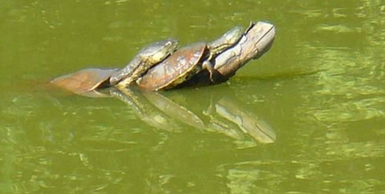 "¡Salven las tortugas!"