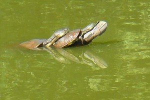 "¡Salven las tortugas!"