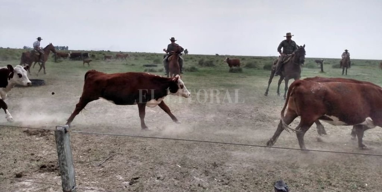 Recuperaron 80 animales que habían sido robados en La Gallareta