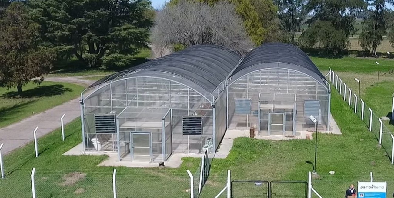 Ya se desarrolla el primer cultivo legal de cannabis en el país