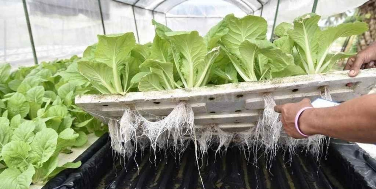 La acuaponia, una técnica con múltiples ventajas para cultivar peces y vegetales  