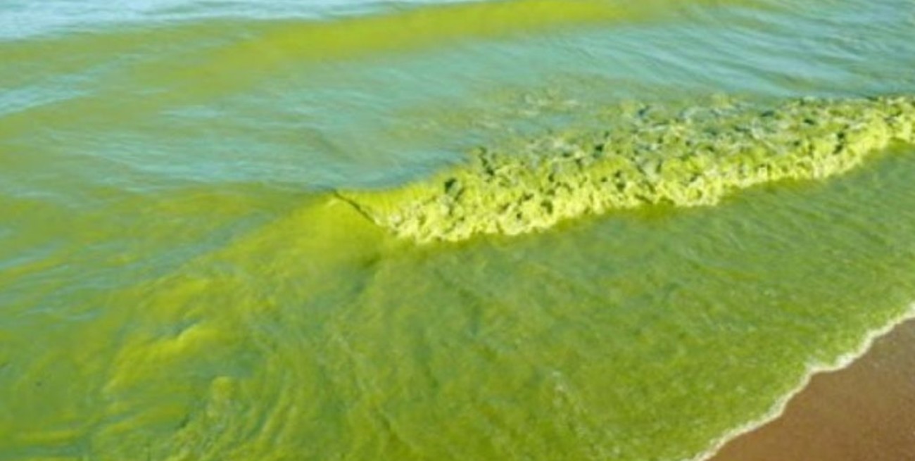 Por presencia de cianobacterias, piden no entrar en contacto con el río de La Plata