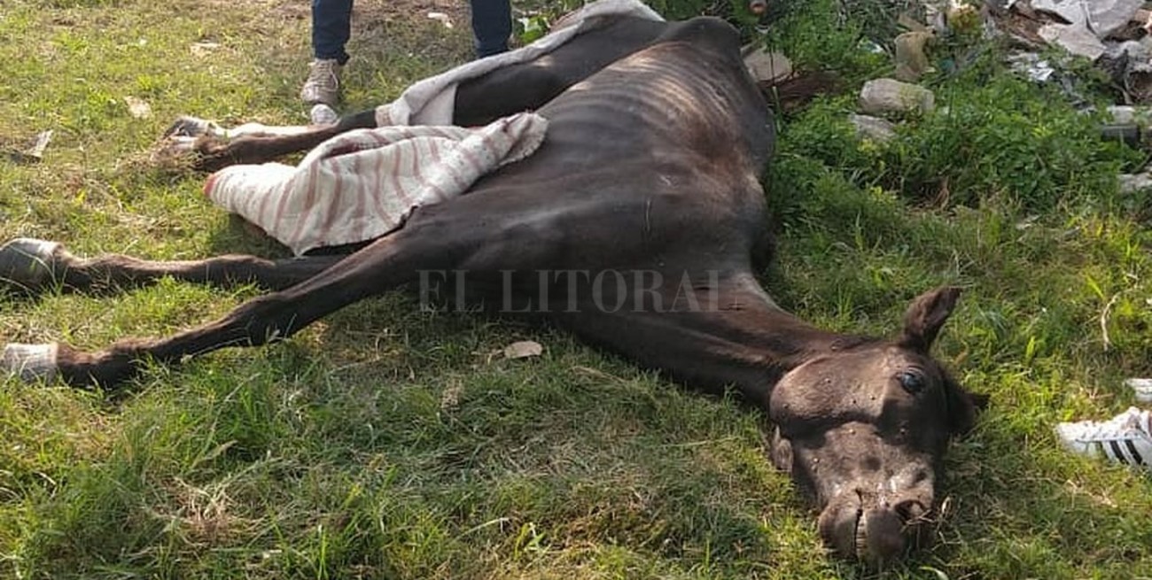 Rescataron a otro caballo maltratado