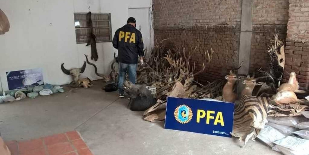400 piezas disecadas de animales en peligro de extinción incautadas en el sur santafesino