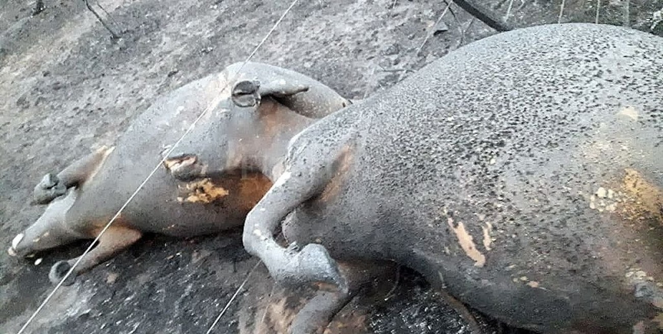 Incendios letales en Córdoba: "Los ahorros de toda la vida se hicieron cenizas"