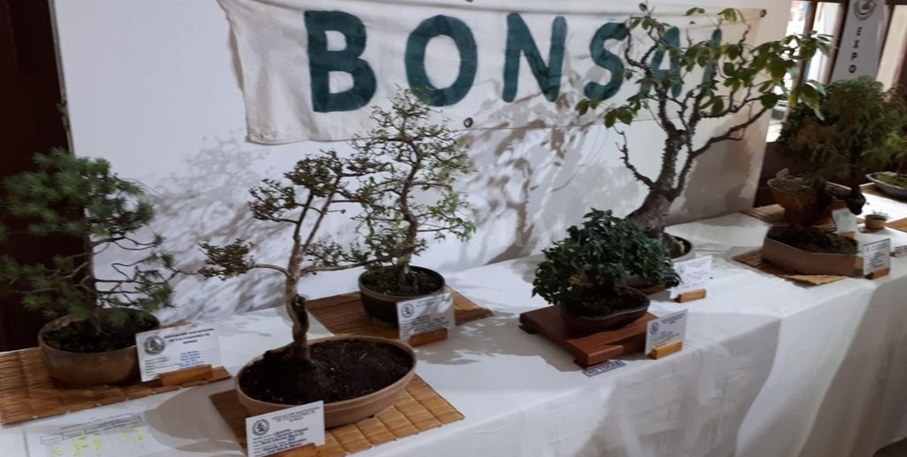 Muestra de Cultivadores de Orquídeas y Bonsai