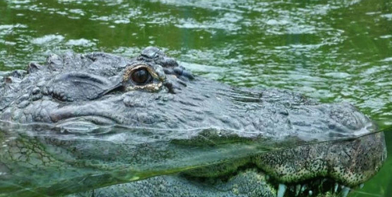 El cocodrilo cubano podría extinguirse por ser "demasiado codiciado para el apareamiento"