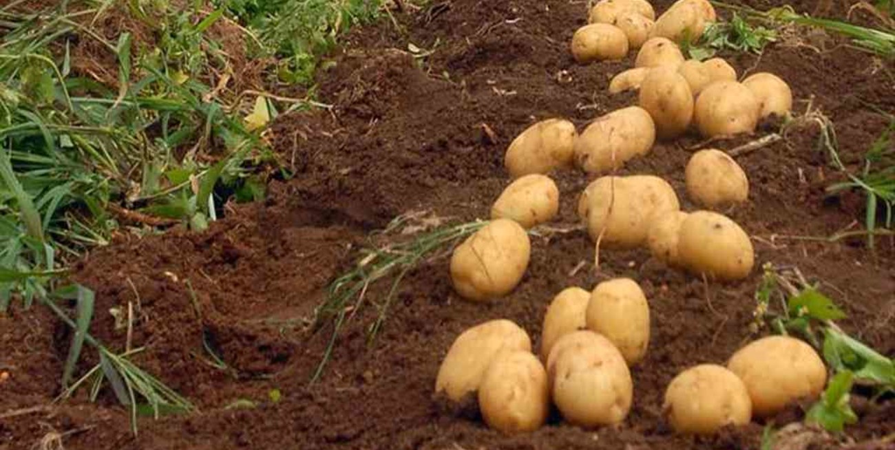 Investigadores argentinos desarrollan plantas de papa que resisten la sequía