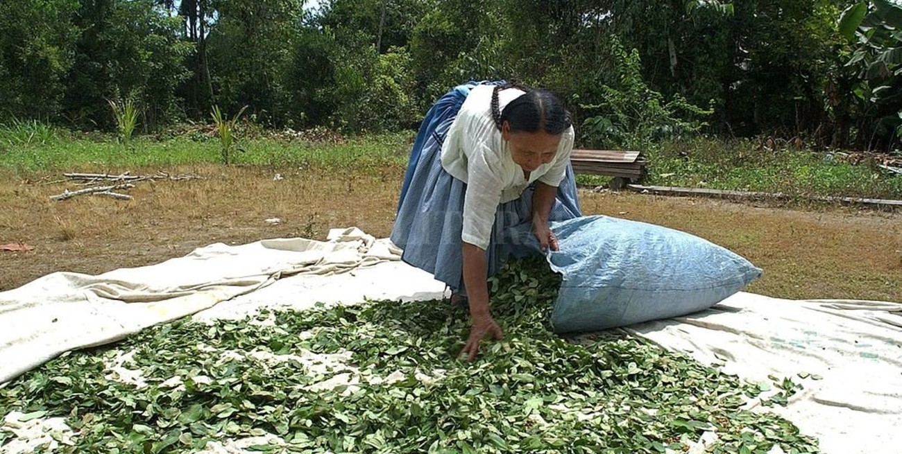 Colombia redujo cultivos de coca pero no logró disminuir la producción de cocaína