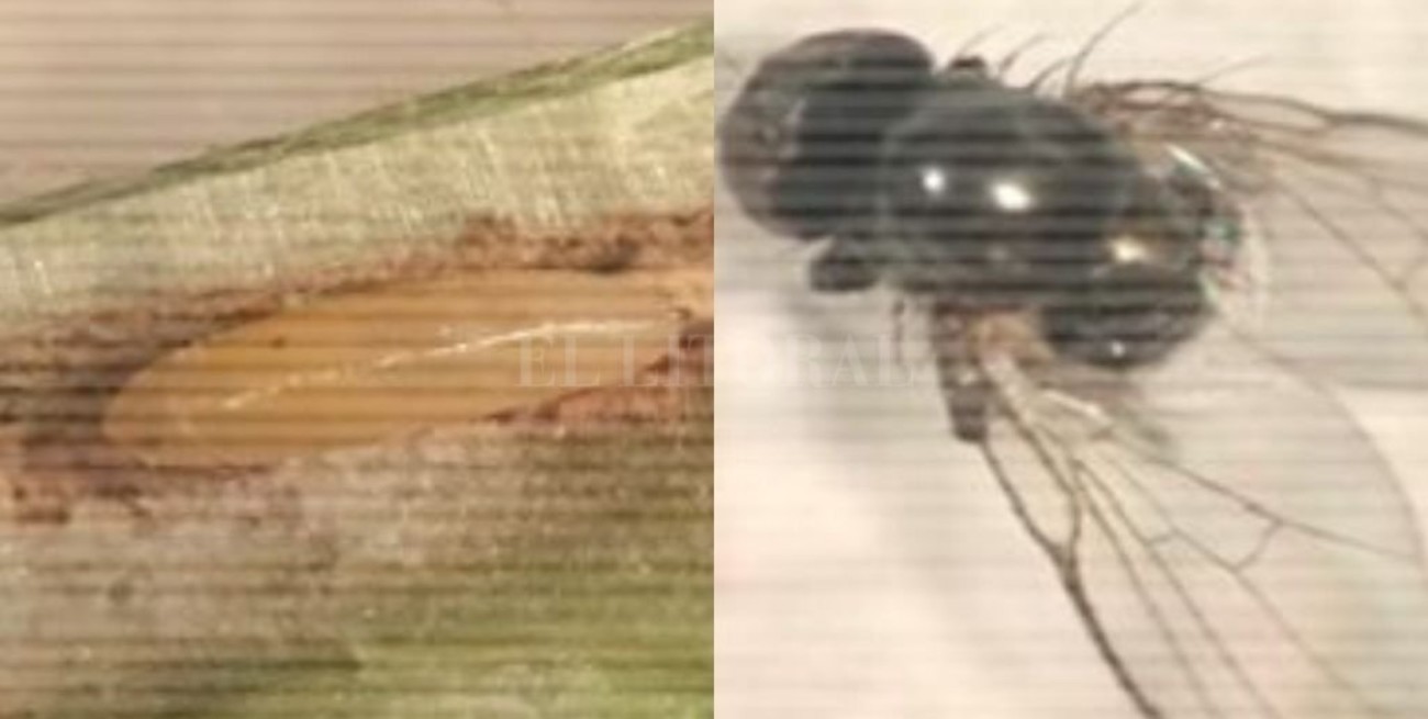 Detectan en Santa Fe una nueva plaga en soja