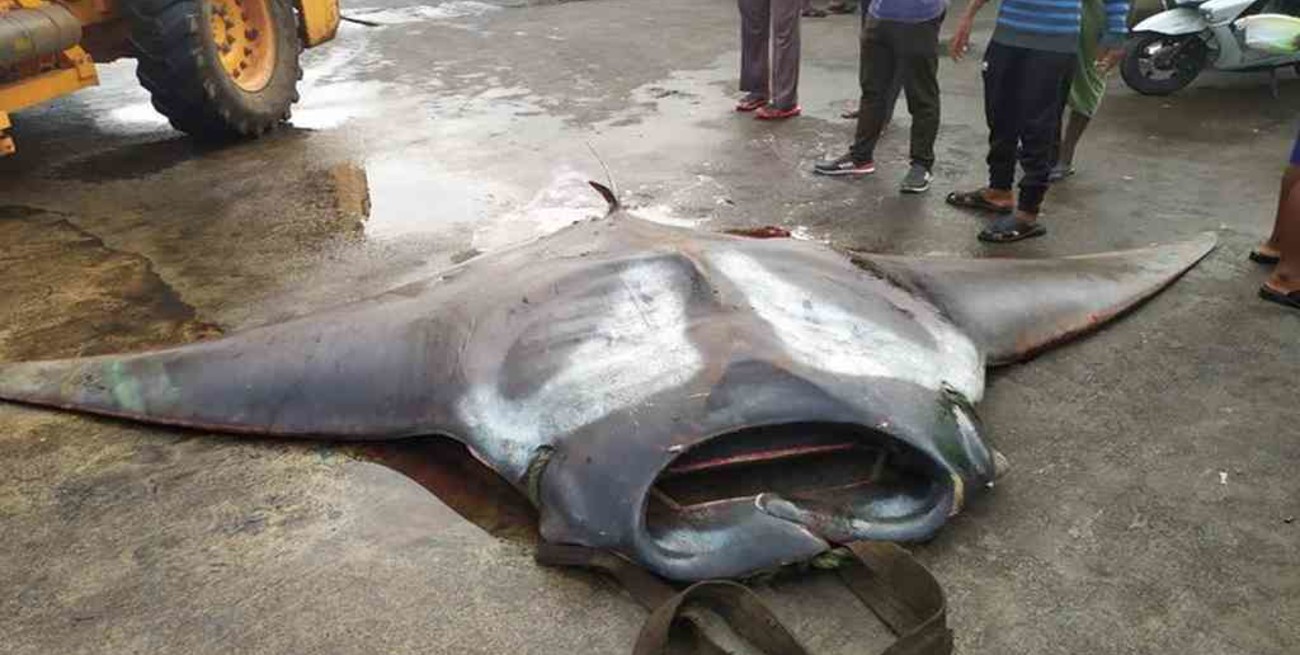 Impresionante hallazgo: pescó una mantarraya de más de 750 kilos y contrató una grúa para llevársela