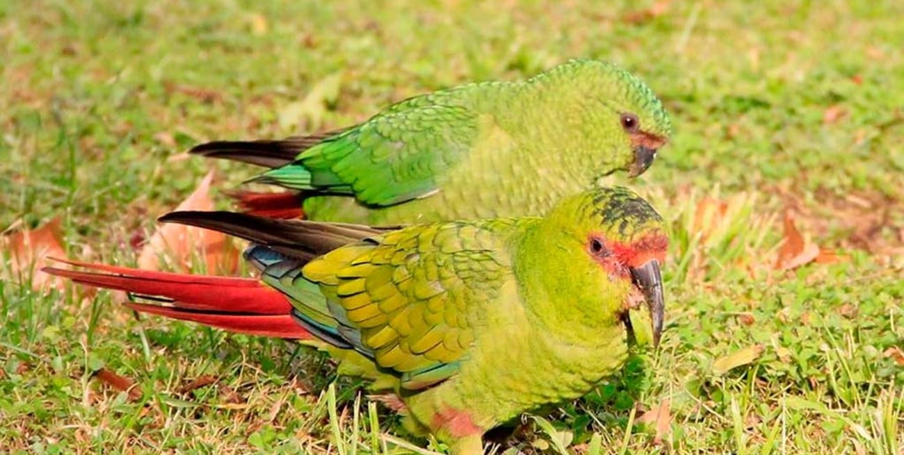 Fotografían por primera vez en el país un ejemplar de loro choroy