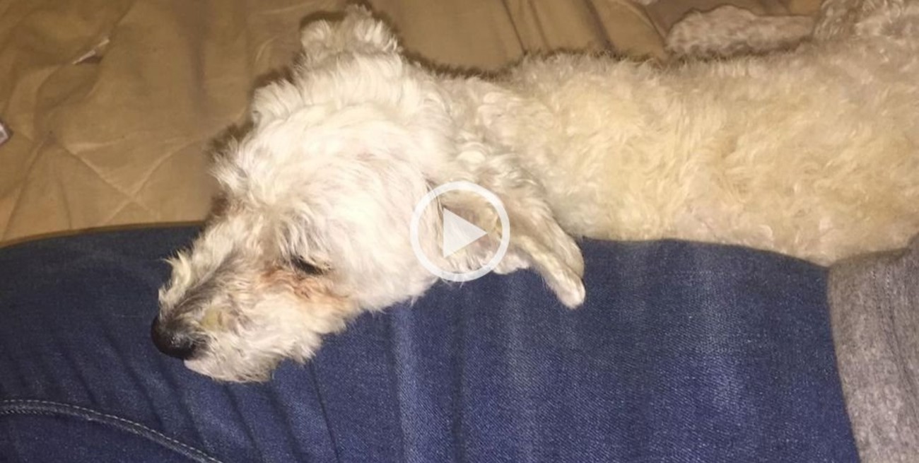 Video: se recupera una perrita atacada a patadas y el agresor enfrentará cargos