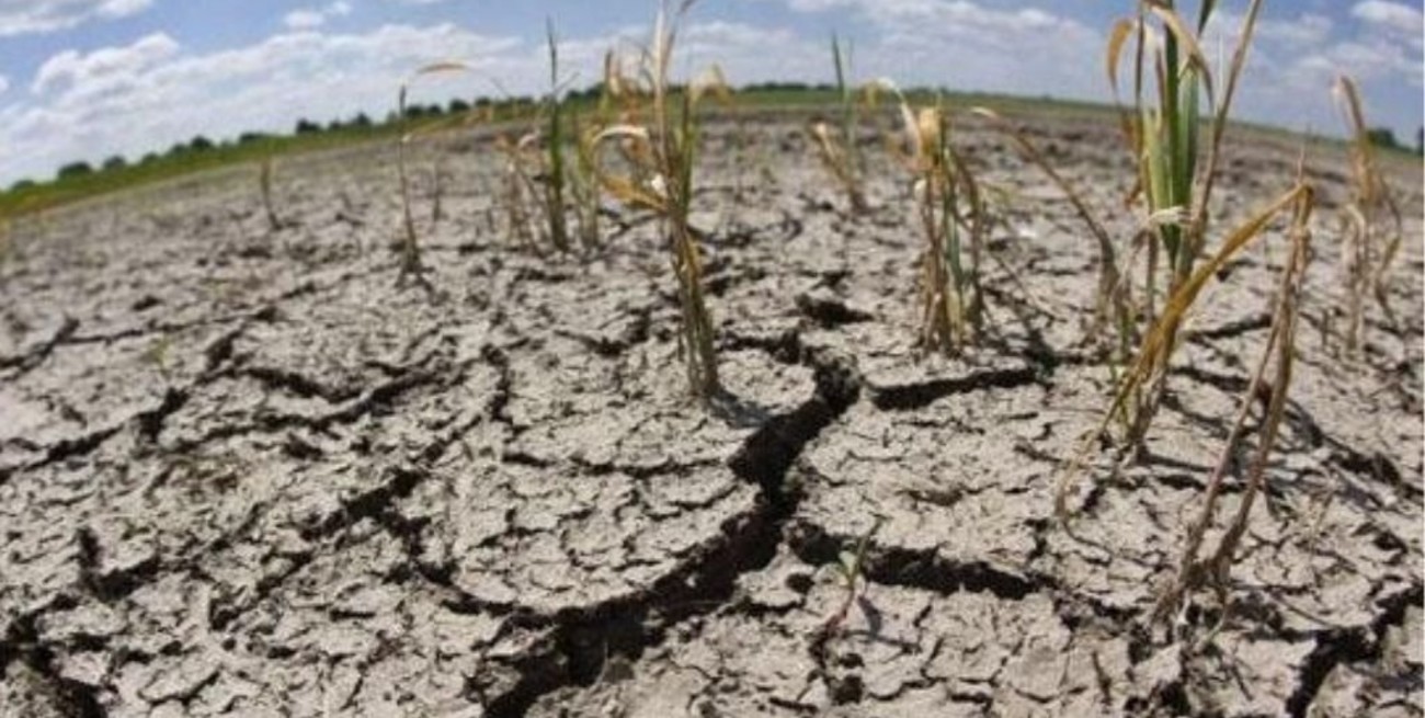 La sequía histórica en Entre Ríos redujo las reservas hídricas de la soja y aparecieron plagas