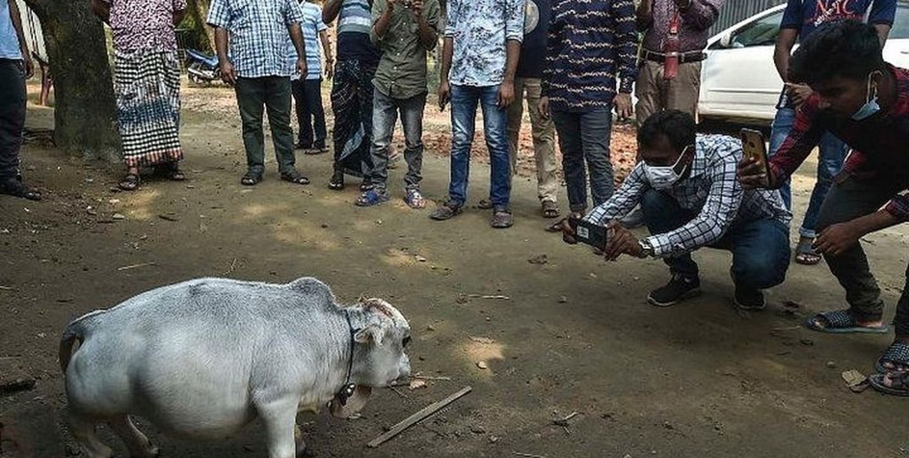 Furor turístico en India por "Rani", la vaca enana