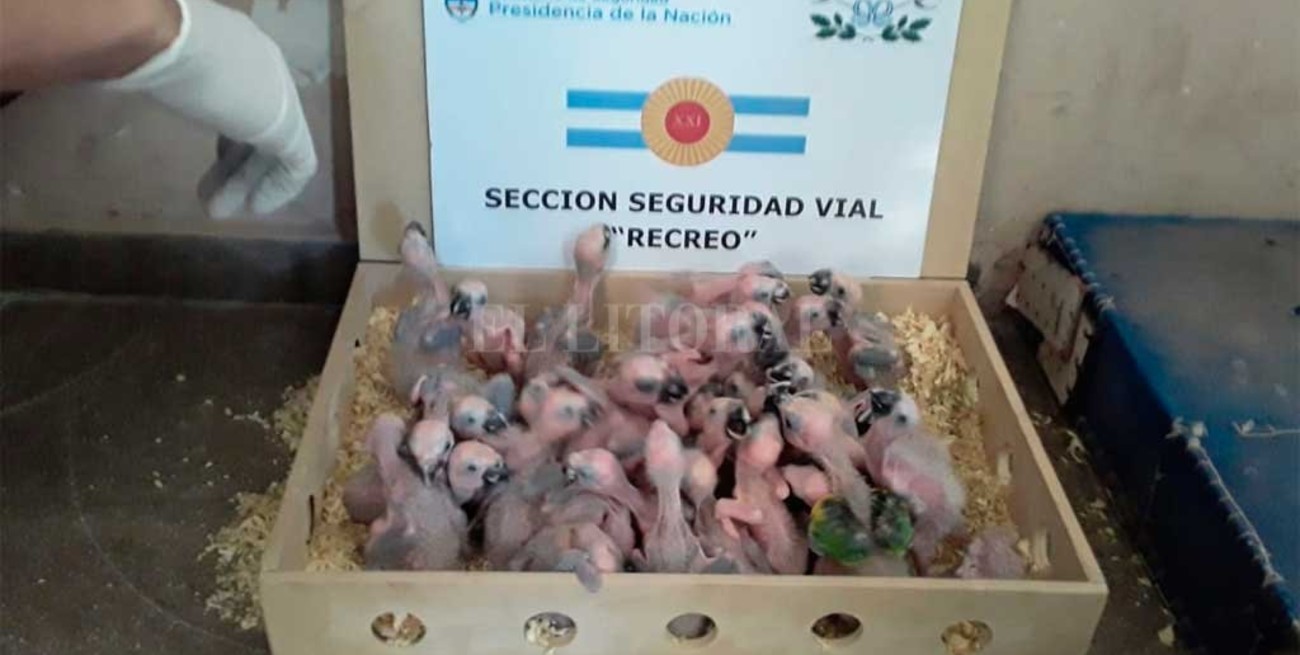 Curioso rescate de loros parlanchines