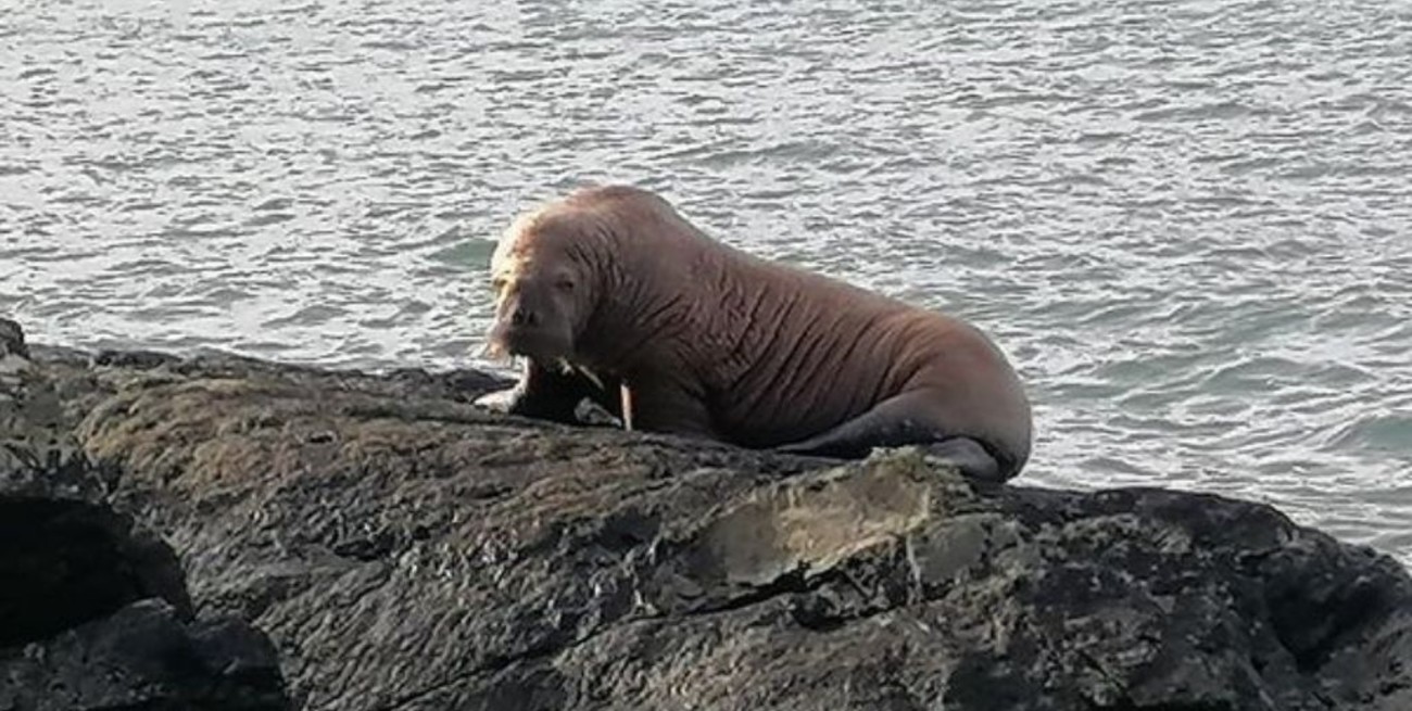 Una morsa viajó desde Groenlandia a Irlanda dormida