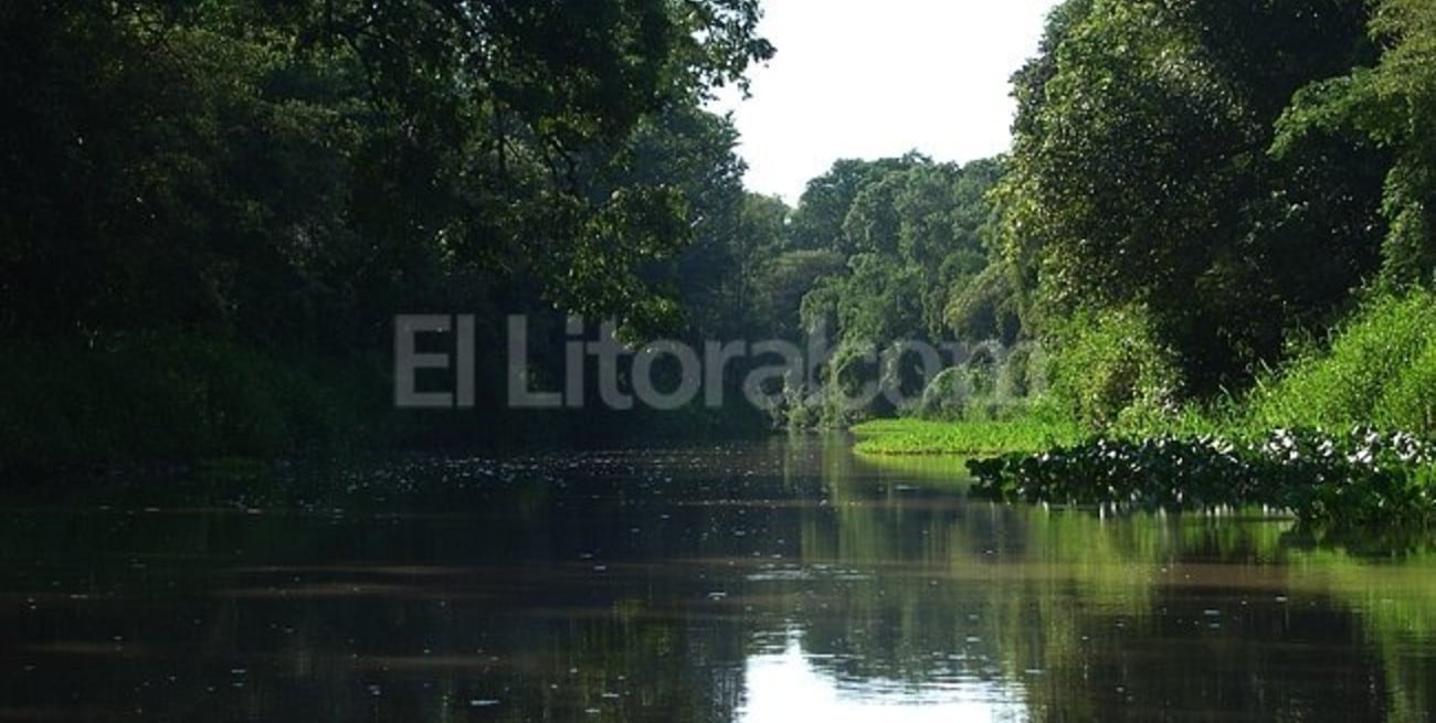Los bosques del Paraná son un reservorio único de biodiversidad