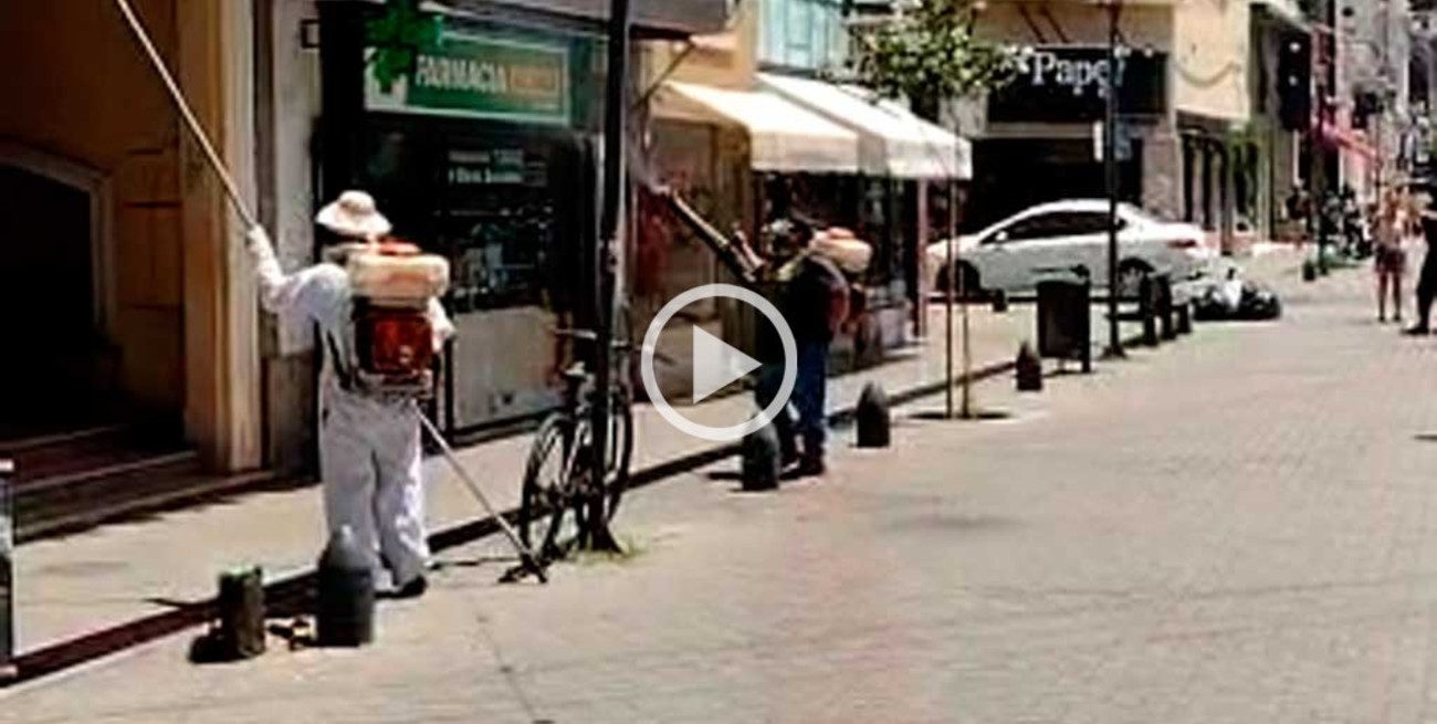 Video: se armó revuelo por un panal de avispas en plena peatonal santafesina